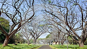 Tree canopy in Bangalore Palace Ground, Bangalore, Karnataka