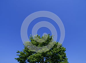 Tree canopy and big blue sky