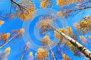 Tree canopy of birch trees