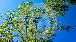 Tree canopy and blue sky