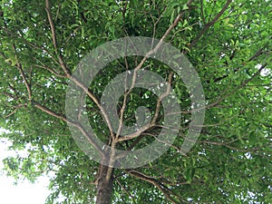 Tree canopy with branches