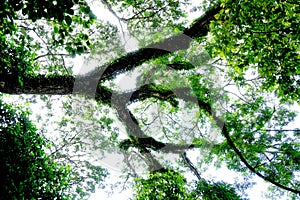 Tree canopy with group of fern at tree, Nature