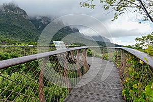 Tree Canopy at the Kirstenbosch Botanical Garden, Cape Town, South Africa