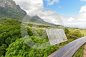 Tree Canopy at the Kirstenbosch Botanical Garden, Cape Town, South Africa