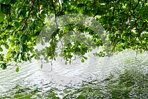 Tree canopy and lake