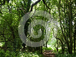 Tree canopy leaves bark texture above in forest with light