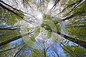 Tree canopy photo