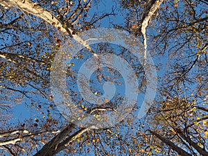 tree canopy in melbourne