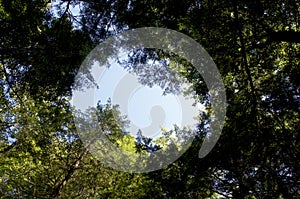 Tree canopy with open sky in center