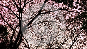 Tree canopy pattern silhouette with sunset sky
