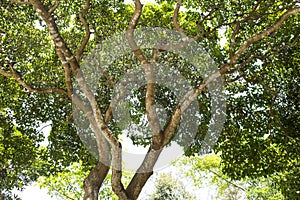 Tree canopy with pigeons living on the tree, environmental and animal, nature concept background