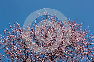 Tree canopy with pink blossoms