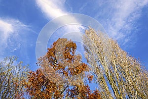 Tree canopy in red orange color - horizontal