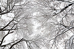 Tree canopy in a snow storm