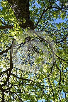 Tree canopy in strong sunlight with blue sky