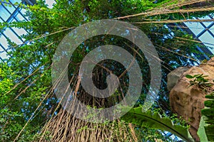 Tree canopy in the tropical jungle enclosure of the Henry Doorly Zoo Omaha Nebraska