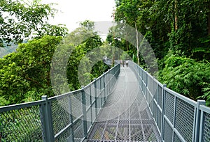 Tree Canopy Walkway, The Iron Bridge in the tropical forest