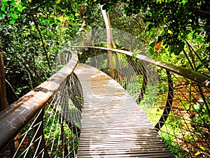 Tree Canopy Walkway in South Africa.wooden bridge