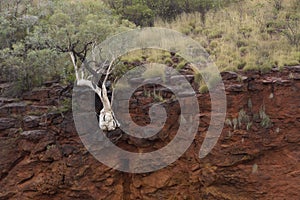 Tree on canyon rim