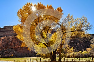 Tree in Capitol Reef National Park