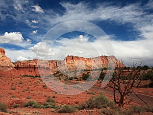 Tree in Capitol Reef Park