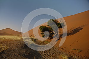 Tree captured by Sand