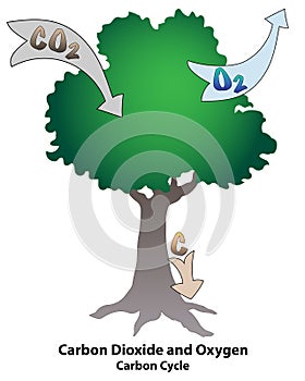 Tree with Carbon Dioxide and Oxygen