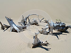 Tree carcases in dry arid environment