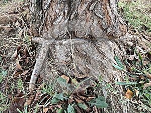 Tree Care Problems: Girdling Roots