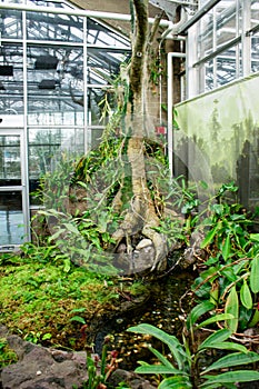 Tree in the carnivorous plants greenhouse at the Frederik Meijer Gardens