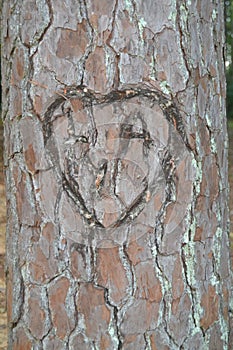 Tree with carved initials photo