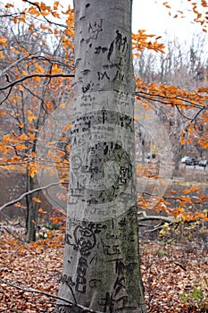 Tree Carvings