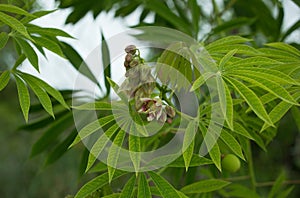 The tree cassava , known acommonly as yuca, used a source of rubber also known as Manihot glaziovii. Flowers casava