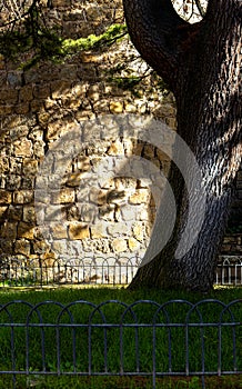 A tree casts a shadow on an ancient stone wall