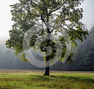 Tree in Cataloochee Valley