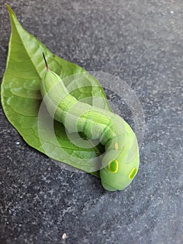 A tree caterpillar eating leaves