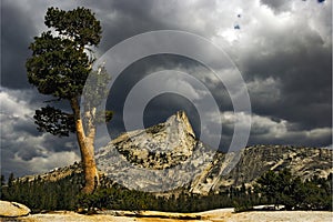 Tree and Cathedral Peak photo