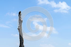 The tree caught fire on the blue sky background.