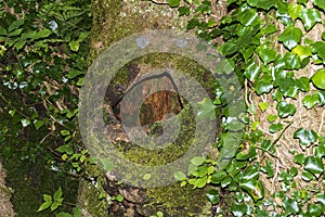 Tree cave, hiding place for birds and squirrels