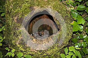 Tree cave, hiding place for birds and squirrels