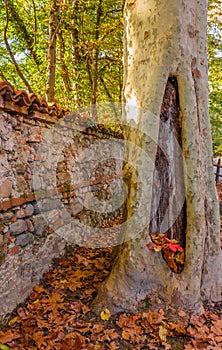 A tree  with cavity  canved by the peaks over the years