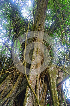 The tree at the cemetery of Trunyan village of Bali, Indonesia