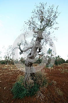 Tree of centuries-old olive tree