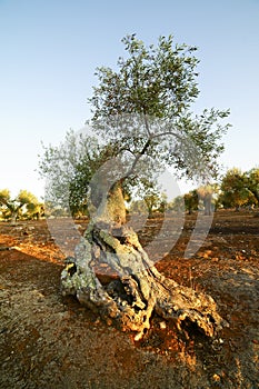 Tree of centuries-old olive tree photo