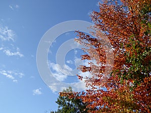 Tree changing colors Fall leaves blue sky white clouds