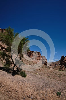 Tree in the Charyn Canyon in Kazakhstan