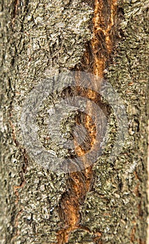 Tree of cherry, bark tree, texture