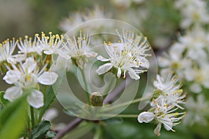 Tree cherry blossom branch russia