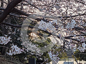 A tree with cherry blossoms