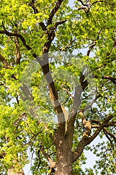 Tree of chestnut flowers